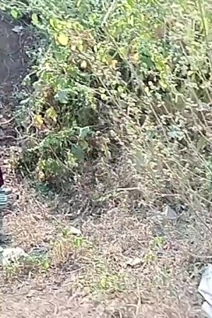 भाभी को जंगल में ले जा कर गाड़ Chudai Kiya